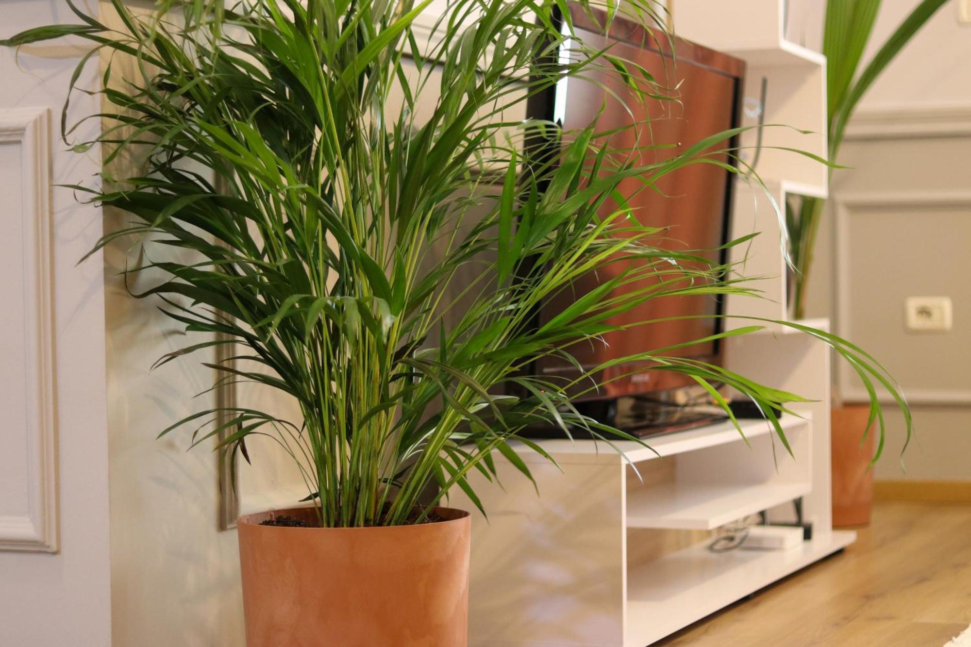 Apartamento Johan's Tirana